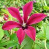 Clematis Gravetye Beauty (botaniczny) P9/C1