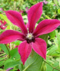 Clematis Gravetye Beauty (botaniczny) P9/C1