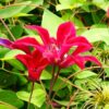 Clematis Gravetye Beauty (botaniczny) poj, 4L