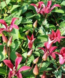 Alternative view of Clematis Gravetye Beauty (botaniczny) P9/C1