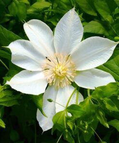 Clematis Guernsey Cream P9/C1