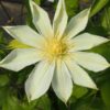 Clematis Guernsey Cream poj. 2L