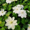 Clematis Guernsey Cream poj, 4L