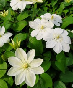 Clematis Guernsey Cream poj, 4L
