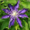 Clematis Hakuookan (wielkokwiatowy) P9/C1
