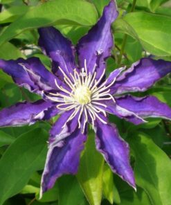 Clematis Hakuookan (wielkokwiatowy) P9/C1