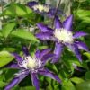 Clematis Hakuookan (wielkokwiatowy) poj, 2L