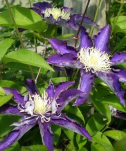 Clematis Hakuookan (wielkokwiatowy) poj. 4L