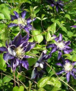 Alternative view of Clematis Hakuookan (wielkokwiatowy) poj. 4L