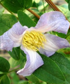 Clematis Hanna (viticella) poj, 4L
