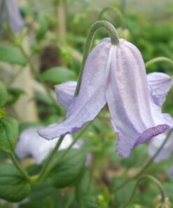 Alternative view of Clematis Hanna (viticella) poj, 4L