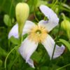 Clematis Hanna (viticella) P9/C1