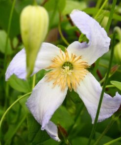 Clematis Hanna (viticella) P9/C1