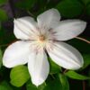 Clematis Henryi (wielkokwiatowy) P9/C1