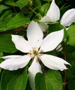 Clematis Henryi (wielkokwiatowy) poj, 2L