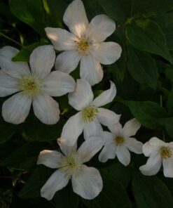 Clematis wielkokwiatowy 'Huldine' P9/C1