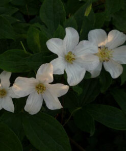 Alternative view of Clematis wielkokwiatowy 'Huldine' poj, 4L
