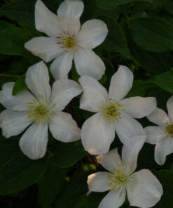 Clematis wielkokwiatowy 'Huldine' poj, 4L