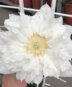 Clematis 'Isago' poj. 2L