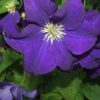 Clematis Jackmanii (wielkokwiatowy) poj. 2L