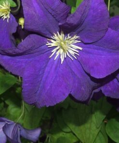 Clematis Jackmanii (wielkokwiatowy) poj. 2L