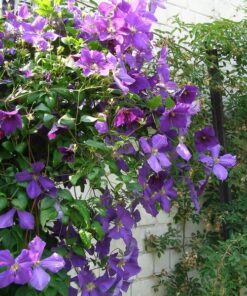 Alternative view of Clematis Jackmanii (wielkokwiatowy) poj. 2L