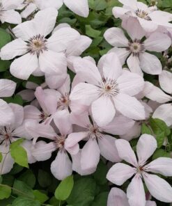 Alternative view of Clematis Jan Paweł II (wielkokwiatowy) poj. 2l