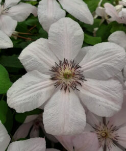 Clematis Jan Paweł II (wielkokwiatowy) poj. 2l