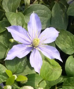 Clematis Justa (wielkokwiatowy) poj, 2l