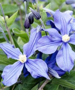 Clematis Justa (wielkokwiatowy) poj, 4l