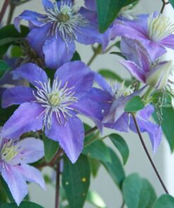 Alternative view of Clematis Justa (wielkokwiatowy) poj, 2l