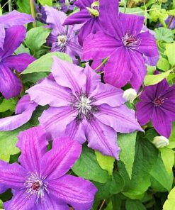 Clematis Kacper (wielkokwiatowy) poj. 2L