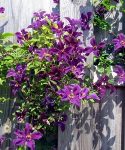 Alternative view of Clematis Kacper (wielkokwiatowy) poj. 2L