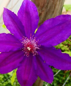 Clematis Kacper (wielkokwiatowy) P9/C1