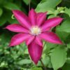 Clematis 'Kakio Pink Champagne' poj. 4L