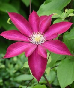 Clematis 'Kakio Pink Champagne' poj, 2L