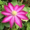 Clematis 'Kakio Pink Champagne' P9/C1