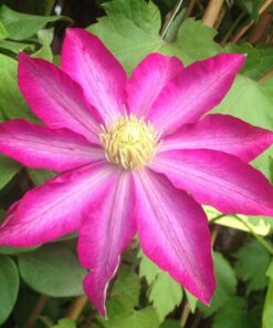 Clematis 'Kakio Pink Champagne' P9/C1