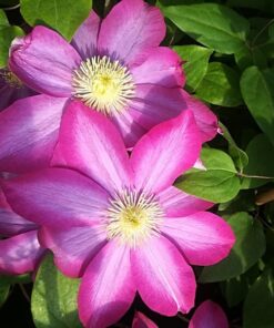 Alternative view of Clematis 'Kakio Pink Champagne' poj, 2L