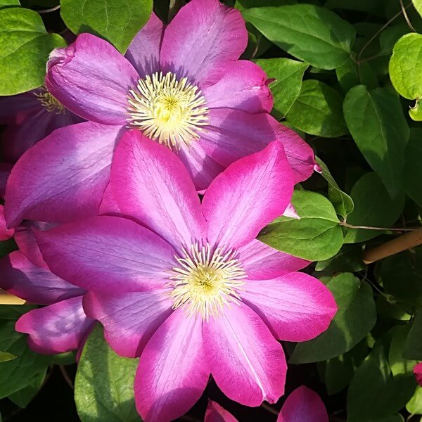 Clematis 'Kakio Pink Champagne' poj, 2L - obrazek 2