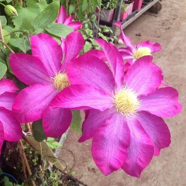 Clematis 'Kakio Pink Champagne' poj, 2L - obrazek 3