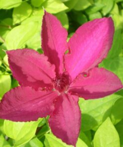 Clematis Kardynał Wyszyński (wielkokwiatowy) P9/C1