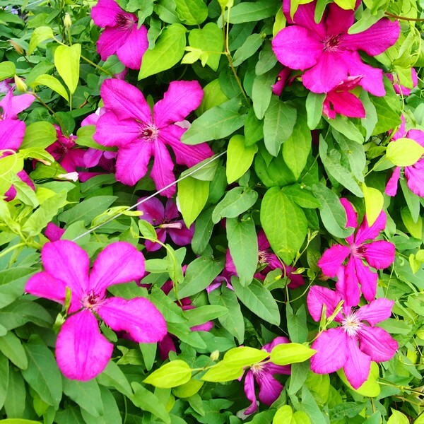 Clematis Kardynał Wyszyński (wielkokwiatowy) poj. 4L - obrazek 2