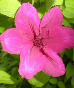 Clematis Kardynał Wyszyński (wielkokwiatowy) poj. 4L