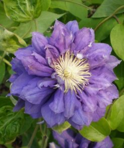 Clematis Kiri Te Kanawa (wielkokwiatowy) PEŁNY poj.2l