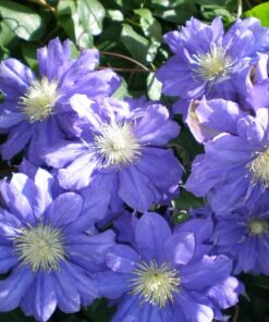 Alternative view of Clematis Kiri Te Kanawa (wielkokwiatowy) PEŁNY P9/C1