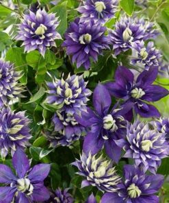 Clematis 'Taiga' P9/C1