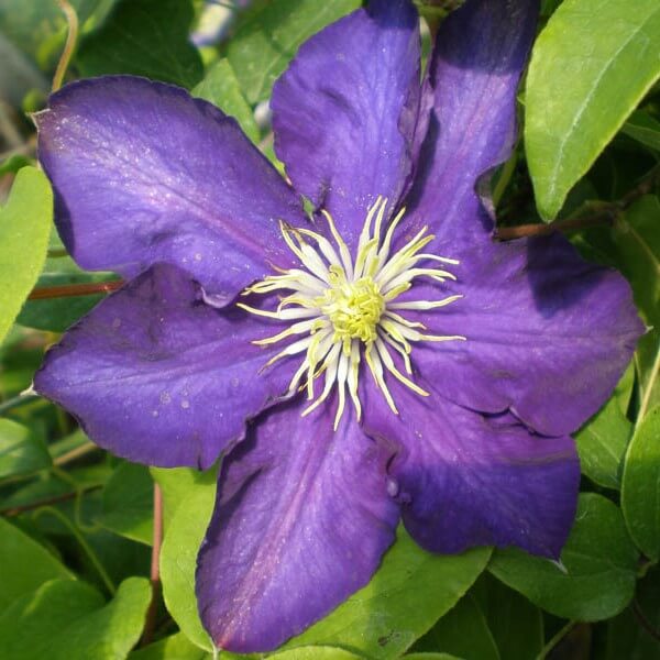 Clematis Lady Betty Balfour (wielkokwiatowy) poj. 2l - obrazek 4