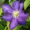 Clematis Lady Betty Balfour (wielkokwiatowy) P9/C1