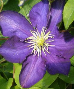 Clematis Lady Betty Balfour (wielkokwiatowy) P9/C1